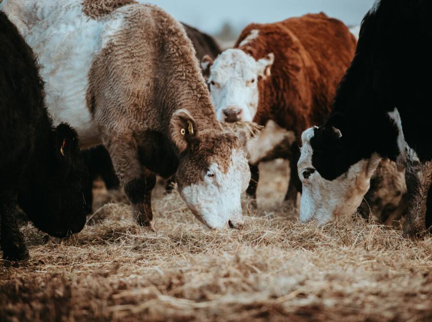 Animal Feed