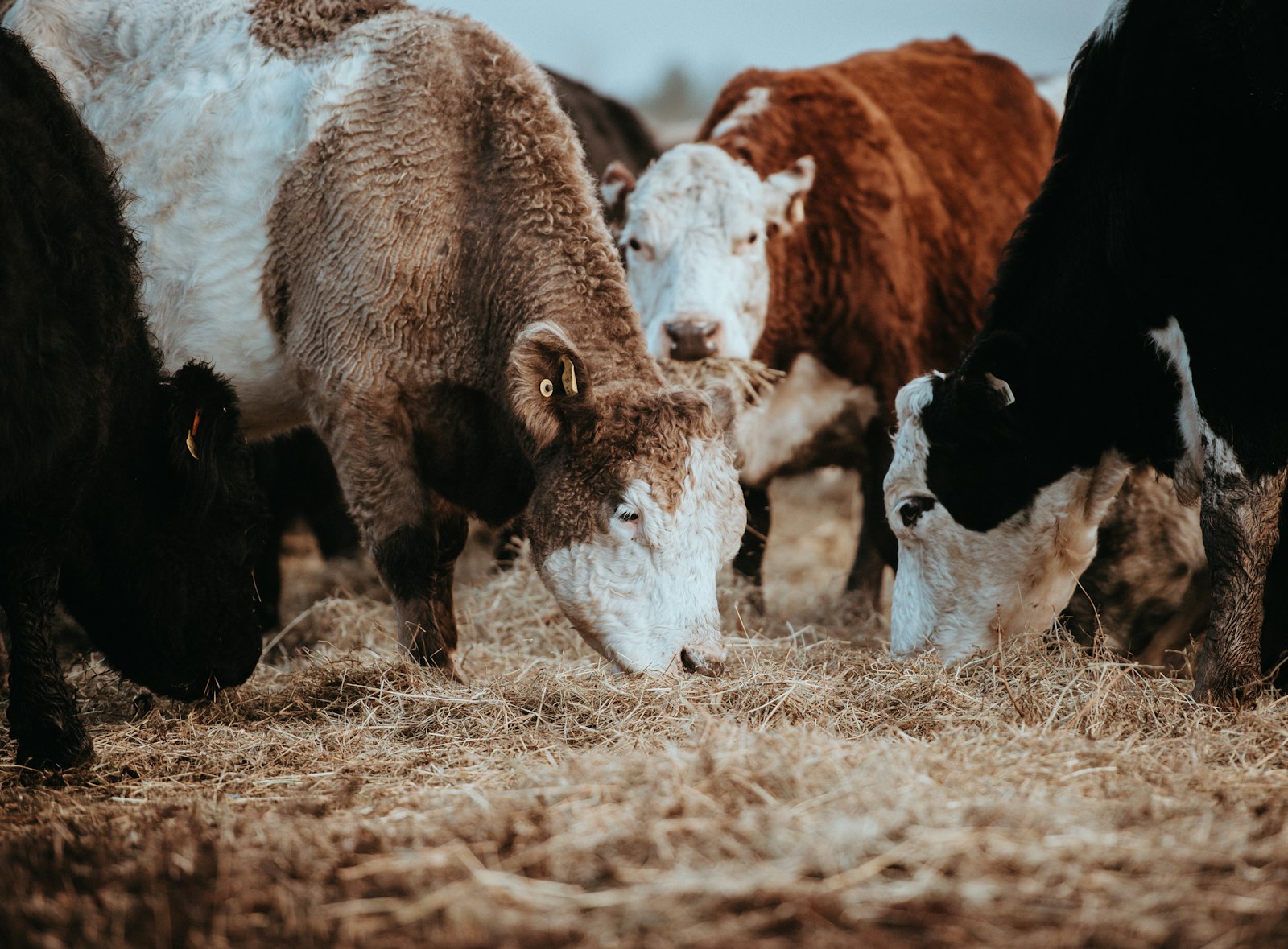 Animal Feed